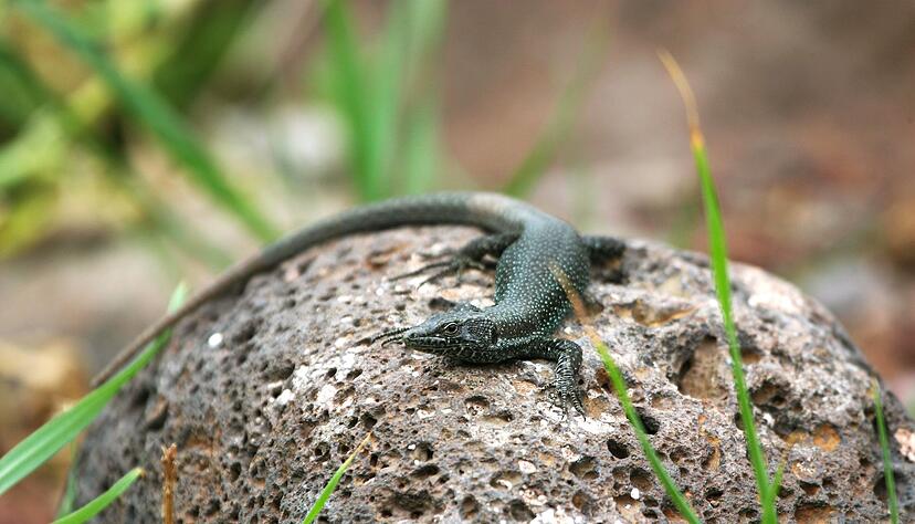 Eine Madeira-Eidechse