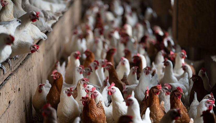 Stallpflicht für Geflügel in Teilen des Enzkreises. (Symbolbild) Stallpflicht für Geflügel in Teilen des Enzkreises. (Symbolbild)