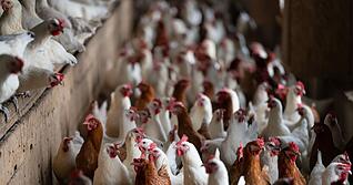 Stallpflicht f&uuml;r Gefl&uuml;gel in Teilen des Enzkreises. (Symbolbild)