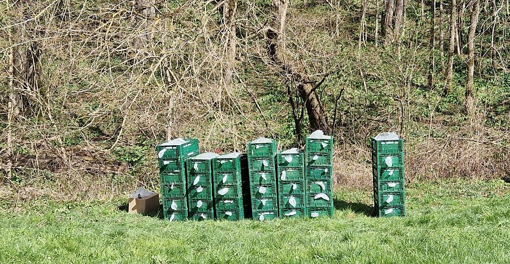 Eine halbe Tonne B&auml;rlauch haben Erntehelfer unerlaubt aus einem Wald bei &Ouml;hringen geerntet. Das Foto zeigt einen Teil der Beute.