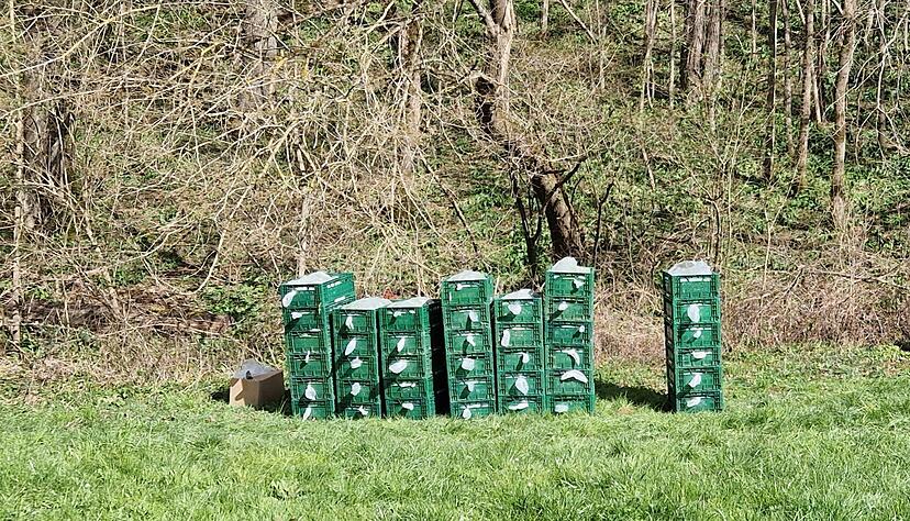 Eine halbe Tonne B&auml;rlauch haben Erntehelfer unerlaubt aus einem Wald bei &Ouml;hringen geerntet. Das Foto zeigt einen Teil der Beute.