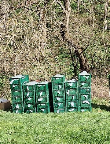 Eine halbe Tonne B&auml;rlauch haben Erntehelfer unerlaubt aus einem Wald bei &Ouml;hringen geerntet. Das Foto zeigt einen Teil der Beute.