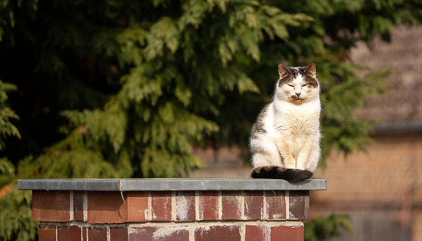 Im gesamten Heilbronner Stadtgebiet greift der Tierschutzverein jährlich rund 200 streunende Katzen auf, viele davon sind krank. Foto: Soeren Stache/dpa Im gesamten Heilbronner Stadtgebiet greift der Tierschutzverein jährlich rund 200 streunende Katzen auf, viele davon sind krank. Foto: Soeren Stache/dpa