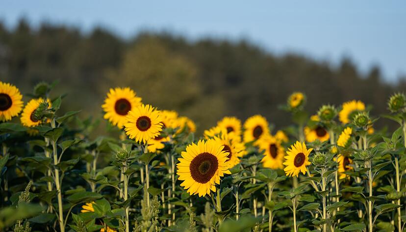 Zum Wochenbeginn wird in Baden-W&uuml;rttemberg sonniges Sommerwetter erwartet.