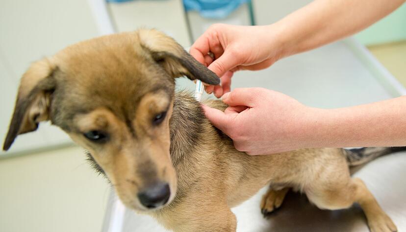 Da Parasiten von Hunden auch auf den Menschen &uuml;bertragen werden k&ouml;nnen, sind Wurmkuren die sicherste Variante f&uuml;r die tierische und auch die menschliche Gesundheit.