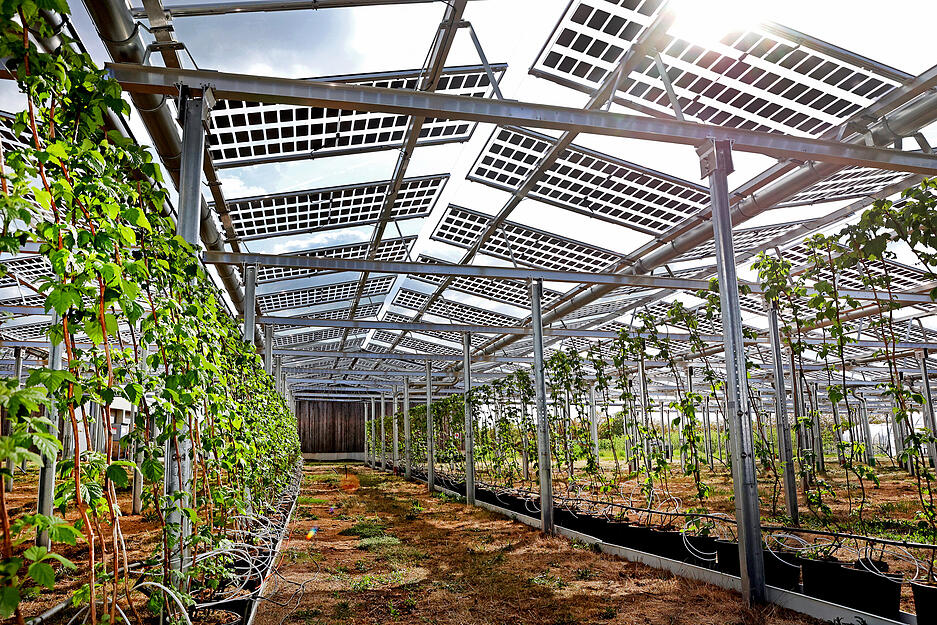 Einweihung der Agrar-PV-Anlage im Obstversuchsgut Heuchlingen in Bad Friedrichshall. Pilotprojekt des Landes Baden-Württemberg. Beerenobstanlage unter APV-Überdachung.