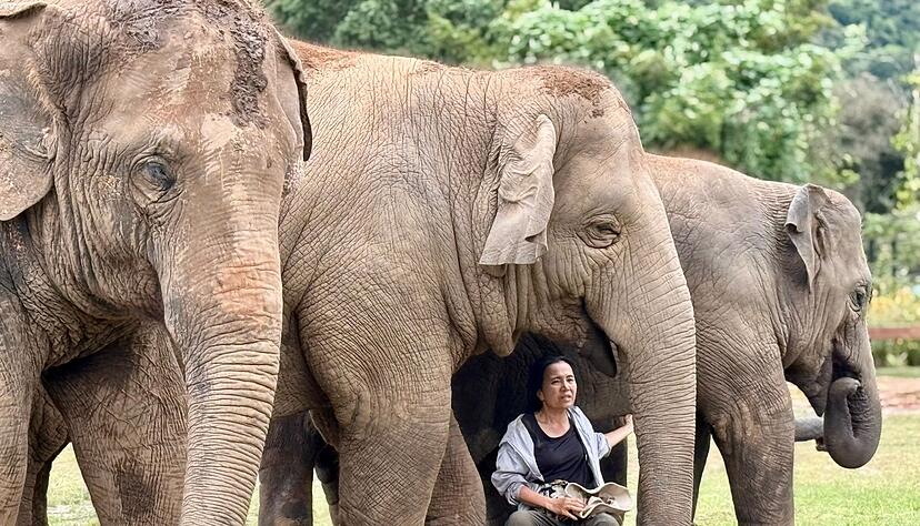 Oft singt Lek ihren Elefanten Schlaflieder, um sie zu beruhigen. Oft singt Lek ihren Elefanten Schlaflieder, um sie zu beruhigen.