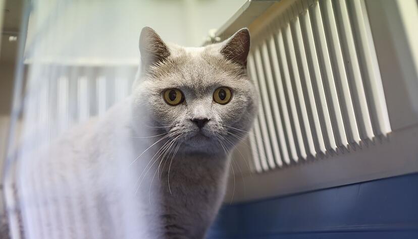 Rein in die Box und ab zum Tierarzt: Die Kastration ist mittlerweile ein Routineeingriff.