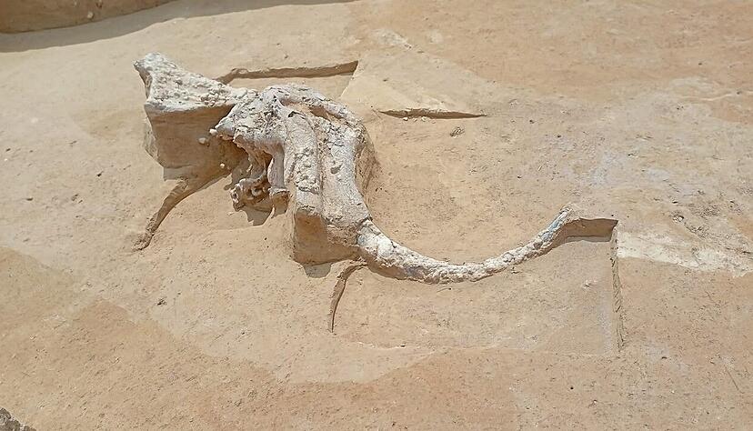 Auf einer Baustelle f&uuml;r das Stromtrassen-Gro&szlig;projekt "Suedlink" bei Lauda-K&ouml;nigshofen (Main-Tauber-Kreis) sind weitere Knochenfragmente eines Mammuts entdeckt worden. Zu erkennen sind auf dem Bild der zweite Sto&szlig;zahn sowie Teile des Sch&auml;dels und des Unterkiefers.