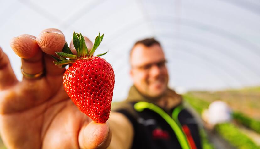 Dominic Ell aus dem badischen Oberkirch hat in den vergangenen Jahren massiv in den Erdbeeranbau investiert - um sich unabhängiger vom Klimawandel zu machen. (Archivbild) Dominic Ell aus dem badischen Oberkirch hat in den vergangenen Jahren massiv in den Erdbeeranbau investiert - um sich unabhängiger vom Klimawandel zu machen. (Archivbild)