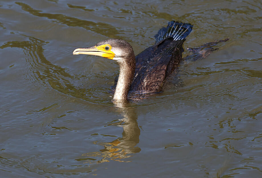 Kormorane leben von Fischen aus dem Neckar.