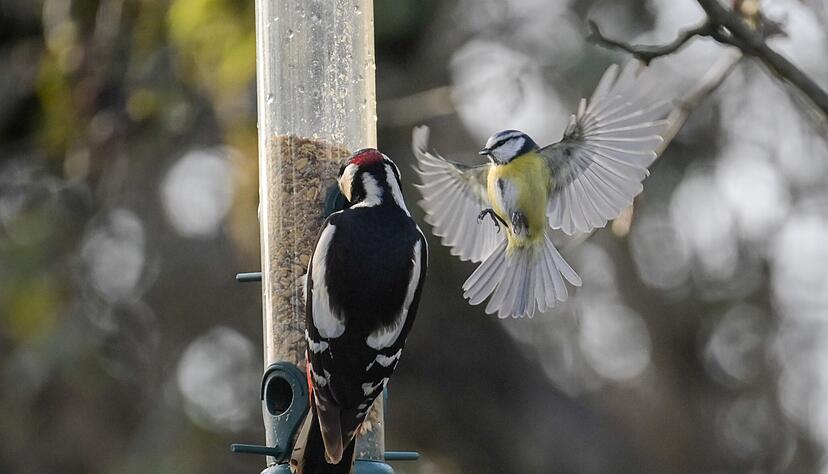 Tipp für Vogelfreunde: Futterspender bieten eine bessere Hygiene als Vogelhäuschen. Tipp für Vogelfreunde: Futterspender bieten eine bessere Hygiene als Vogelhäuschen.