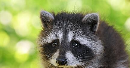 Viele Menschen finden Waschbären niedlich, insbesondere Jungtiere - doch auch sie können Krankheiten haben. Viele Menschen finden Waschbären niedlich, insbesondere Jungtiere - doch auch sie können Krankheiten haben.