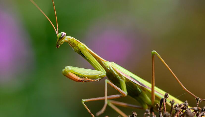 Die Europ&auml;ische Gottesanbeterin breitet sich in Deutschland aus.