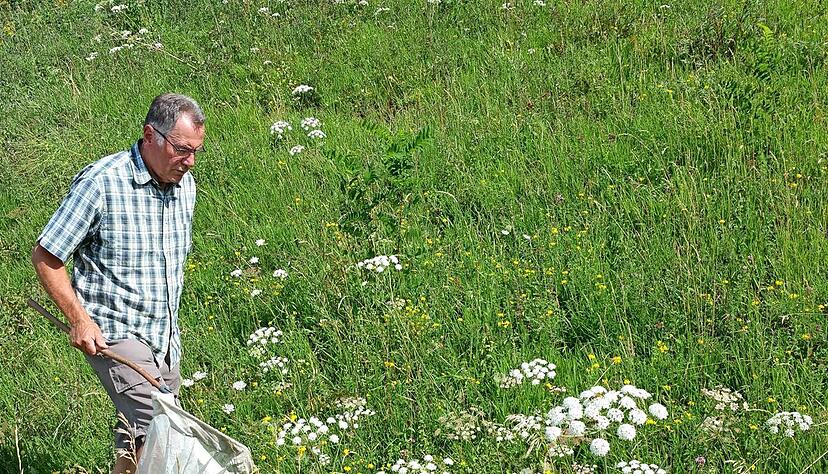 Mit Kescher und geübtem Blick unterwegs: Karl-Heinz Schwammberger in seinem Element.Fotos: Steffan Maurhoff