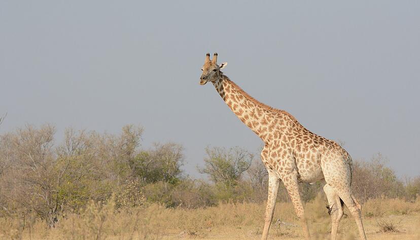 Eine S&uuml;d-Giraffe