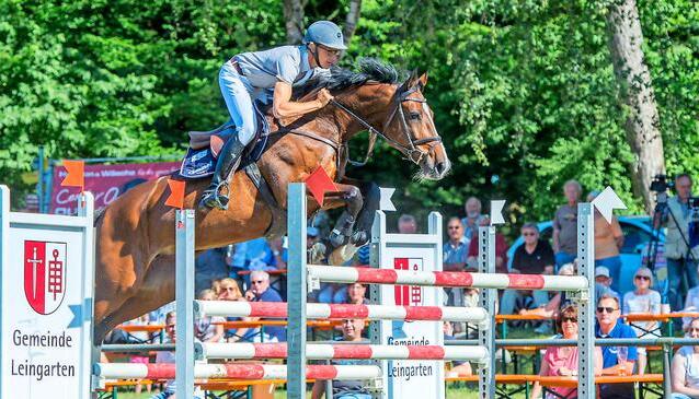 Dynamisch, schnell, fehlerfrei: Simon Runte vom RFV Weilheim/Teck hat mit Quintessenz seinen ersten Sieg in einer schweren Pr&uuml;fung, einem S-Springen, gewonnen. Er komme schon seit mindestens zehn Jahren nach Leingarten.
Foto: Mario Berger