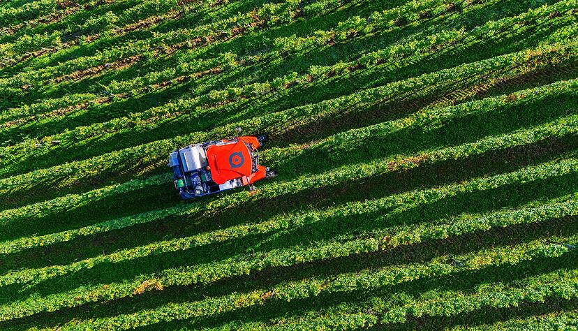 Die Anbaufl&auml;che f&uuml;r Wein nimmt ab. (Archivbild)
