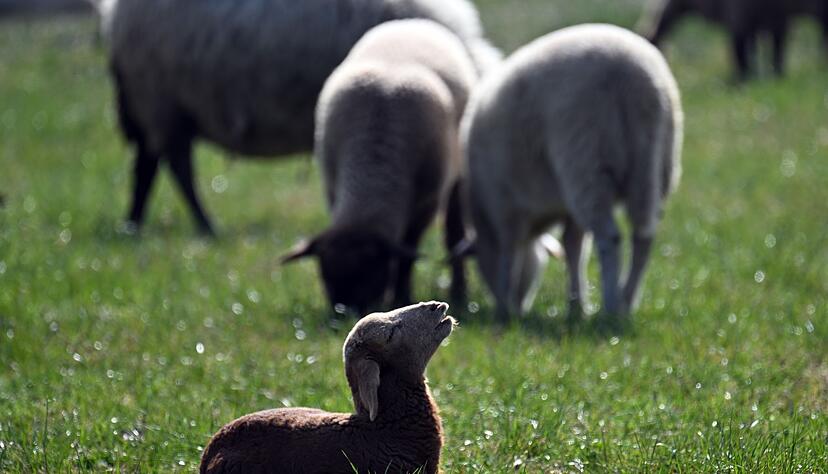 Kleinere Tiere wie Lämmer kann ein Goldschakal leicht erbeuten. (Symbolbild) Kleinere Tiere wie Lämmer kann ein Goldschakal leicht erbeuten. (Symbolbild)
