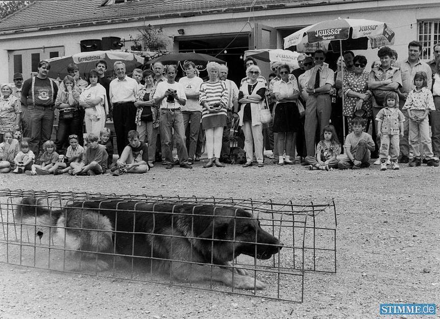 September 1994: Die Rettungshundestaffel feiert ihre Gründung vor 20 Jahren mit einem Fest auf dem Gelände des Technischen Hilfswerks in Heilbronn. Der ausgebildete Hund führt Besuchern den Kriechgang vor.
