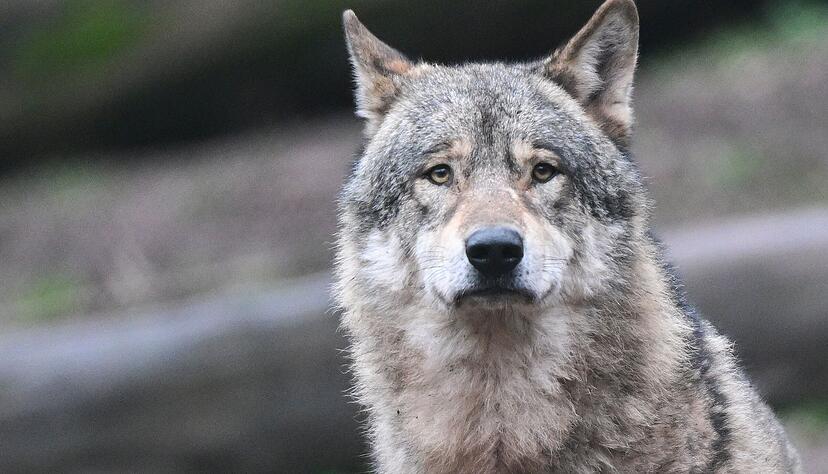 Ein Wolf in Baden-W&uuml;rttemberg soll abgeschossen werden. (Symbolbild)