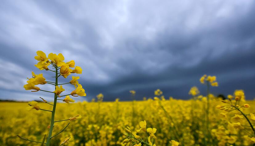Nach warmen Tagen warnen die Meteorologen in Baden-W&uuml;rttemberg vor Unwetter. (Archivbild)