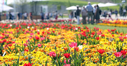Das Blütenmeer leuchtet in der Nachmittagssonne besonders intensiv. Wer Blumen auf der Buga fotografieren möchte, sollte das vormittags oder nachmittags tun. Zu diesen Tageszeiten lässt es sich besser mit der Wirkung von Licht und Schatten spielen als zur Mittagszeit, wenn die Sonne am höchsten am Himmel steht. Das Blütenmeer leuchtet in der Nachmittagssonne besonders intensiv. Wer Blumen auf der Buga fotografieren möchte, sollte das vormittags oder nachmittags tun. Zu diesen Tageszeiten lässt es sich besser mit der Wirkung von Licht und Schatten spielen als zur Mittagszeit, wenn die Sonne am höchsten am Himmel steht.