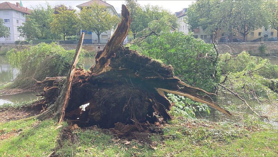 Baum kippt in den Neckar