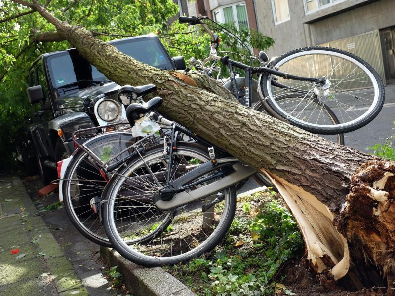 Gleich mehrere Fahrzeuge begrub dieser Baum unter sich. Foto: Martin Gerten