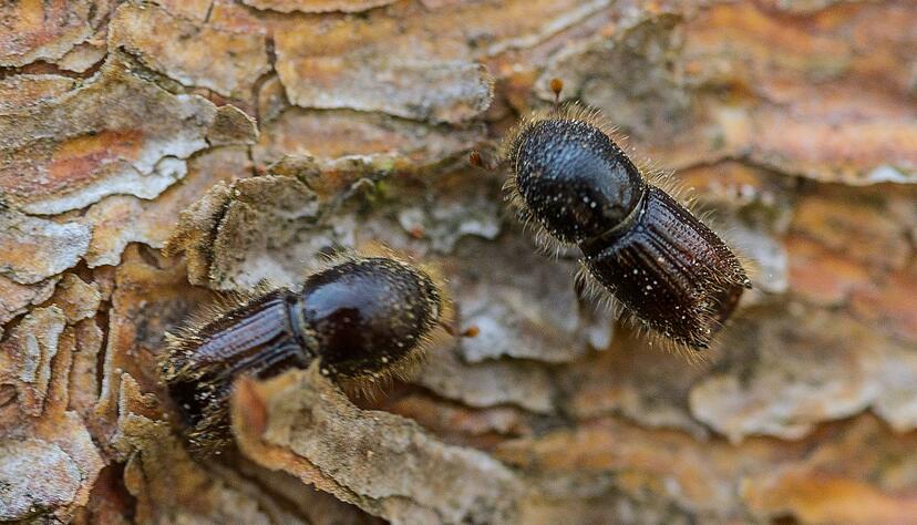 So genannte Buchdrucker, eine K&auml;ferart aus der Familie der Fichtenborkenk&auml;fer, sitzen auf der Rinde einer Fichte. (Archivbild)