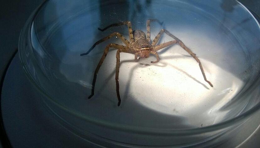 Am Tropeninstitut Hamburg wurde die Spinne unter die Lupe genommen. Foto: Tierrettung Unterland