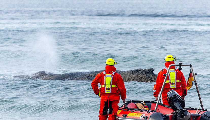 Rettungskr&auml;fte beobachten vom Strand aus den Wal, der an der Ostseek&uuml;ste gestrandet ist.