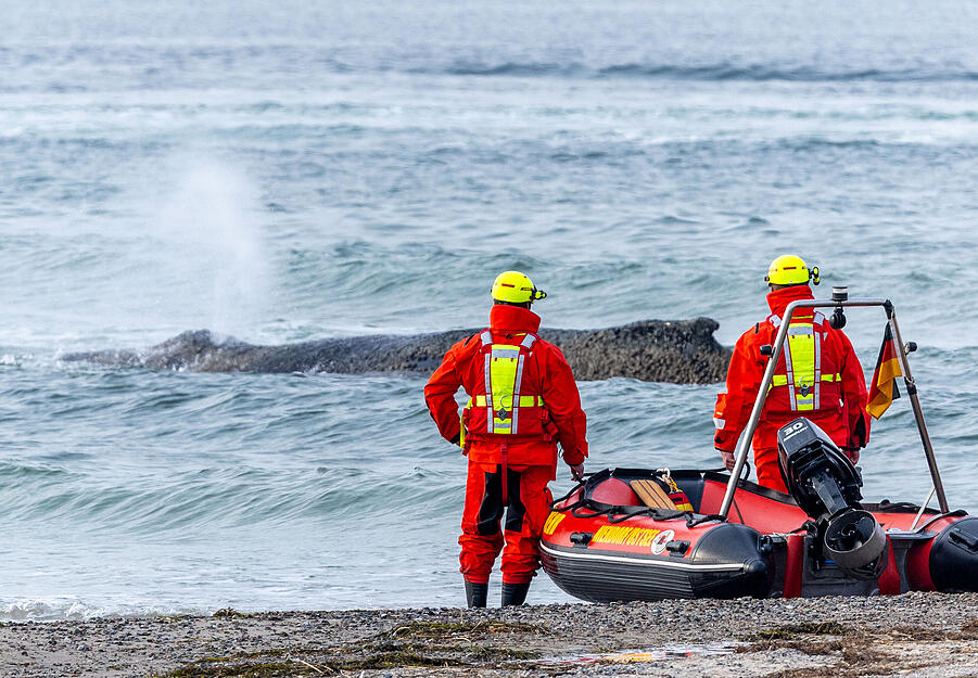 Rettungskr&auml;fte beobachten vom Strand aus den Wal, der an der Ostseek&uuml;ste gestrandet ist.