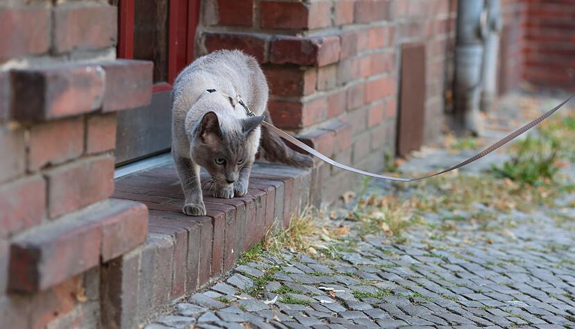 Schritt für Schritt: Die Katze sollte langsam an Geschirr und Leine gewöhnt werden.