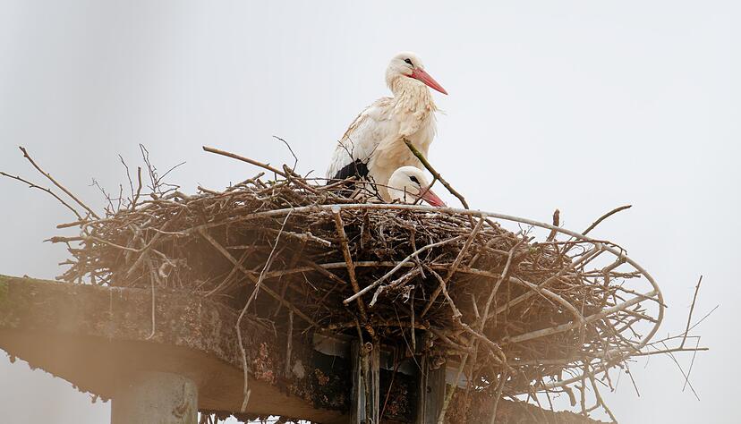 Erste St&ouml;rche haben schon wieder ihre Horste bezogen.