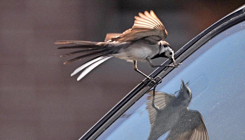 Auch in Weinsberg wurde kürzlich beobachtet, wie eine Bachstelze ein Auto attackiert, weil sie ihr Spiegelbild als Konkurrenten interpretiert.
Bild: Nabu/Stefan Bosch