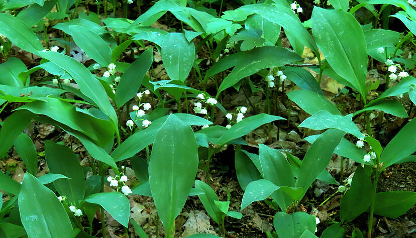 Die Bl&auml;tter von Maigl&ouml;ckchen &auml;hneln dem B&auml;rlauch. Vor allem ohne die Bl&uuml;te ist die Verwechslungsgefahr gro&szlig;.