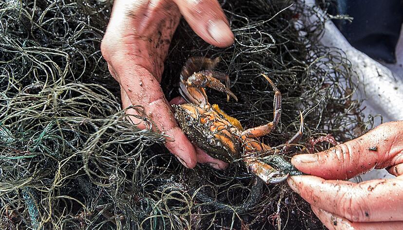 Immer wieder verfangen sich Meerestiere in Geisternetzen, wie etwa dieser Krebs. (Archivbild) Immer wieder verfangen sich Meerestiere in Geisternetzen, wie etwa dieser Krebs. (Archivbild)