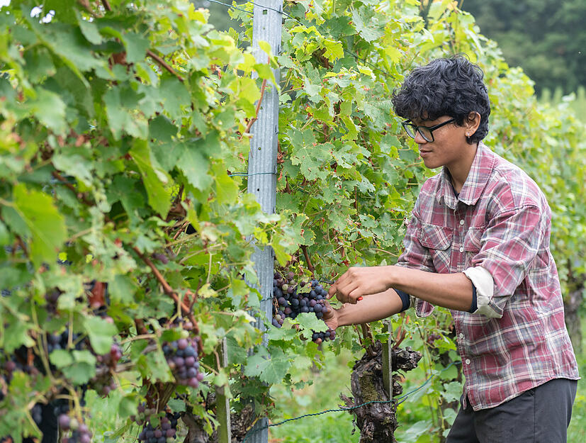 Pema Sherpa aus Nepal lernt das Winzerhandwerk zwischen den Reben am Ochsenberg.