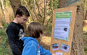 Keine leichte Aufgabe: Welcher Zapfen geh&ouml;rt zu welchem Baum?