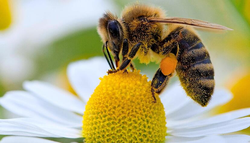 Wenn Insekten wie die Biene nicht wären, würden Pflanzen nicht bestäubt werden. Das wiederum bedeutet: kein Obst. Um die Tiere zu schützen, wird jetzt ein Volksbegehren angestrengt.
Foto: Archiv/dpa Wenn Insekten wie die Biene nicht wären, würden Pflanzen nicht bestäubt werden. Das wiederum bedeutet: kein Obst. Um die Tiere zu schützen, wird jetzt ein Volksbegehren angestrengt.
Foto: Archiv/dpa