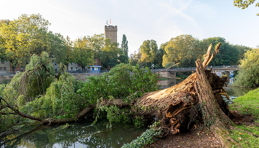 Umgestürzte Weide wird aus dem Wasser geholt