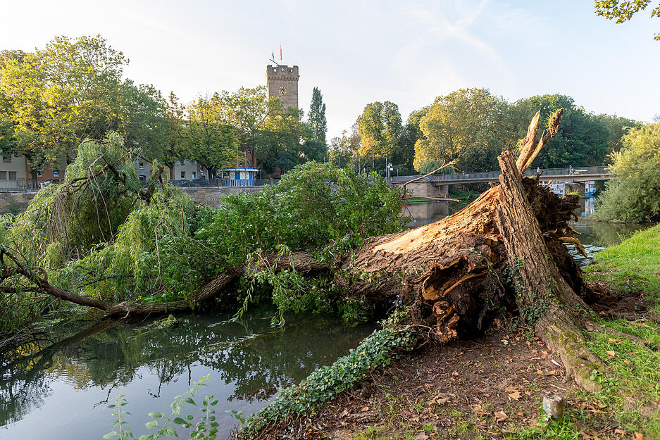 Umgestürzte Weide wird aus dem Wasser geholt