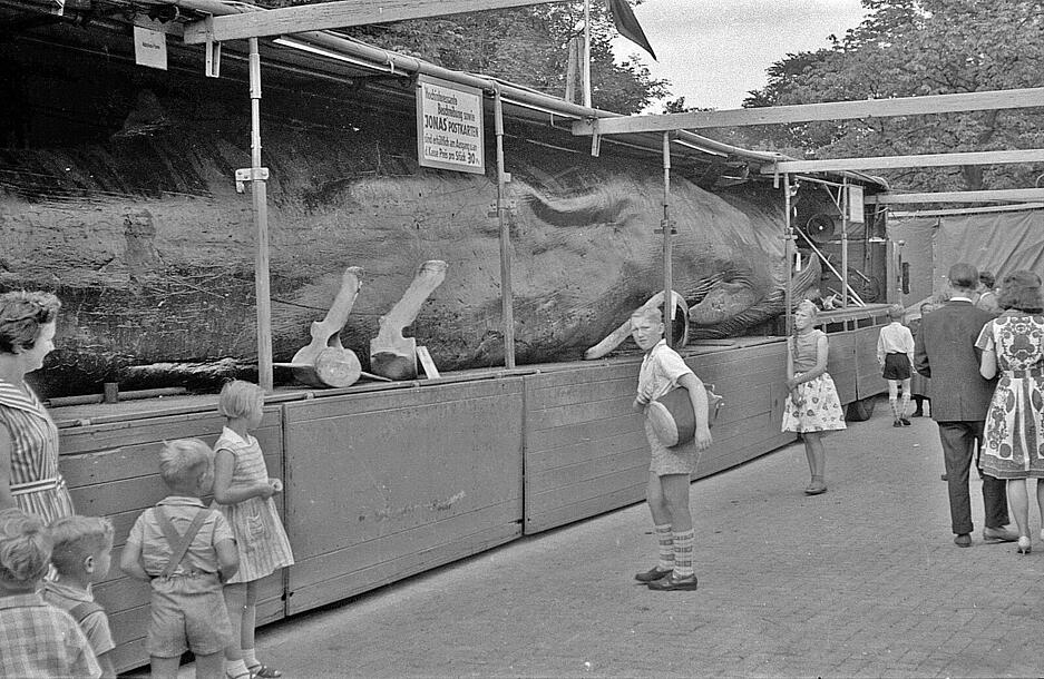 Im Jahr 1961 wurde Jonas der Wal in Papenburg im Emsland gezeigt.