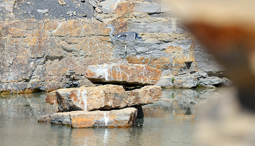 Der Jungreiher auf den Felsplatten ist kaum zu unterscheiden von der Felswand im Hintergrund. Die Tümpel sind ideale Wasserstellen zum Laichen von Amphibien.