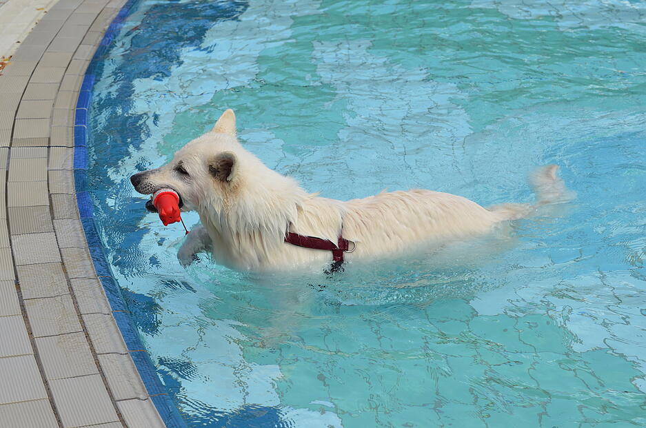 Nach Saisonende gehört das Wasser im Freibad Gesundbrunnen in Heilbronn den Hunden.