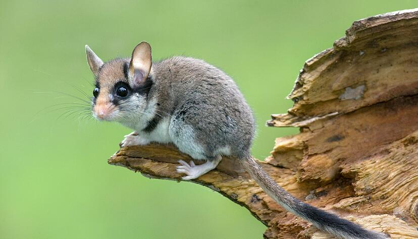 Die Lebensr&auml;ume des Gartenschl&auml;fers werden kleiner.