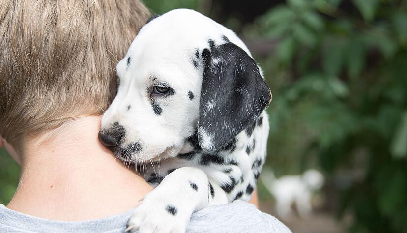 Ein aufregendes Ereignis, das gut vorbereitet sein will: Ein Hundewelpe zieht zu Hause ein. Ein aufregendes Ereignis, das gut vorbereitet sein will: Ein Hundewelpe zieht zu Hause ein.