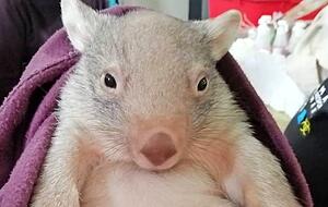 Auch ein kleiner Wombat konnte gerettet werden. Auch ein kleiner Wombat konnte gerettet werden.