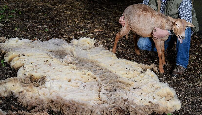 Schon früh nutzten Menschen das Fell von Schafen für warme Kleidung.(Archivbild) Schon früh nutzten Menschen das Fell von Schafen für warme Kleidung.(Archivbild)